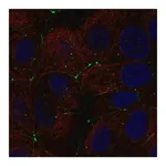 Merck Anti-CLDN9 antibody produced in rabbit