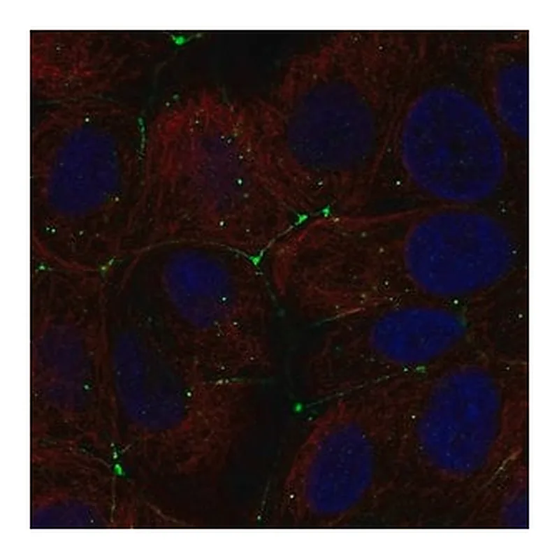 Merck Anti-CLDN9 antibody produced in rabbit