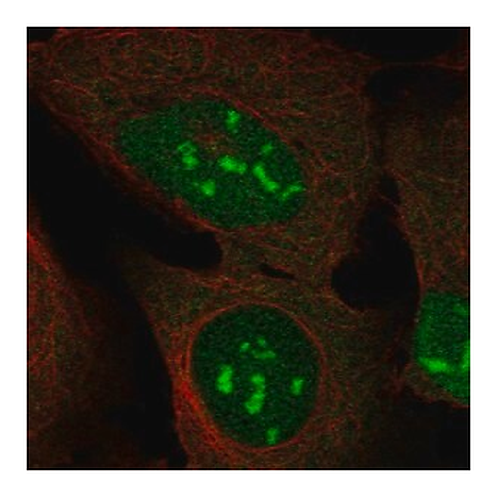Merck Anti-DUX4 antibody produced in rabbit