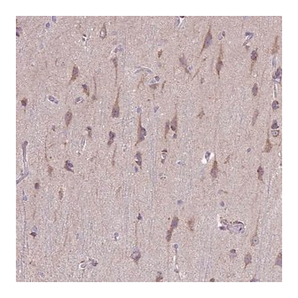 Merck Anti-TOMM40 antibody produced in rabbit