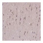 Merck Anti-TOMM40 antibody produced in rabbit