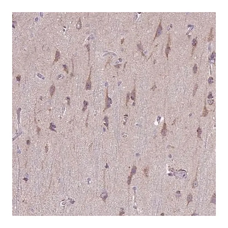 Merck Anti-TOMM40 antibody produced in rabbit