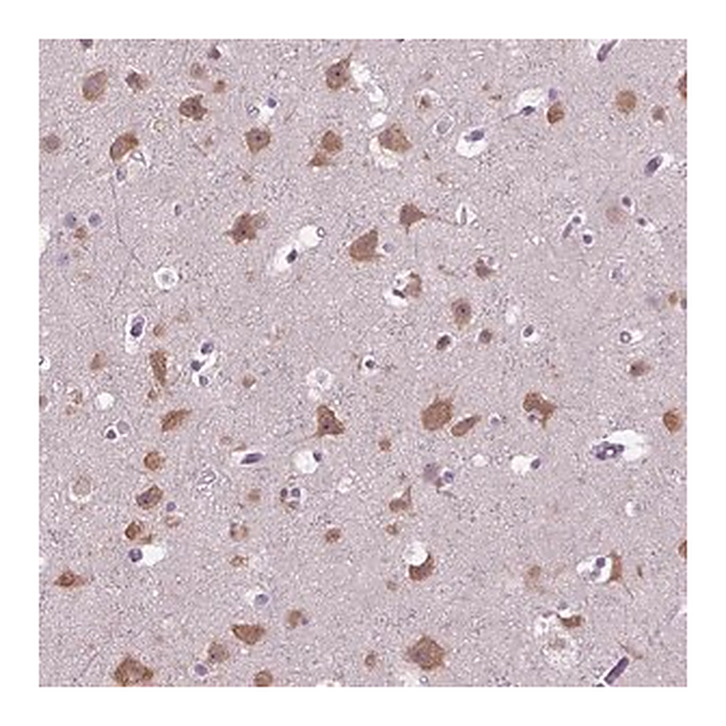 Merck Anti-GAS7 antibody produced in rabbit