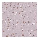 Merck Anti-GAS7 antibody produced in rabbit