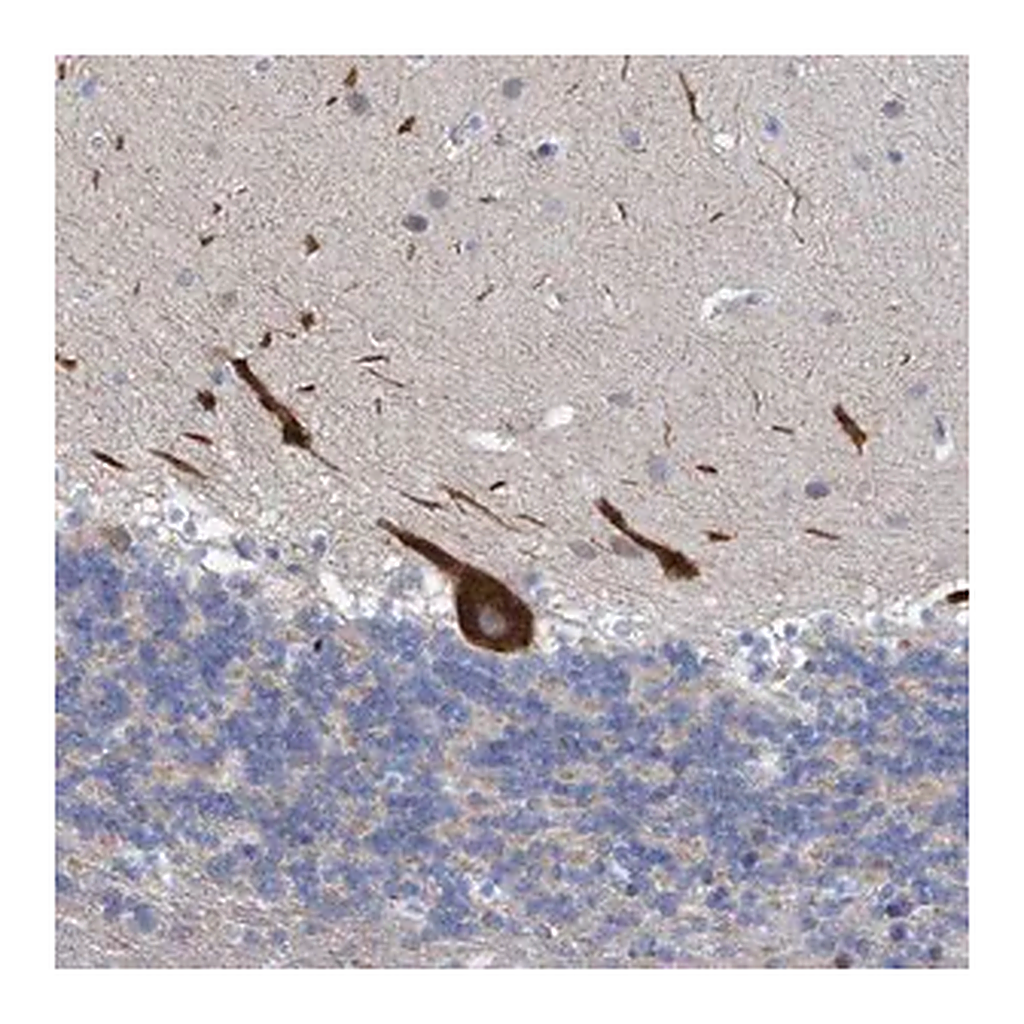 Merck Anti-RSAD1 antibody produced in rabbit