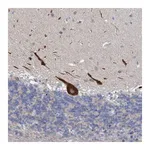 Merck Anti-RSAD1 antibody produced in rabbit