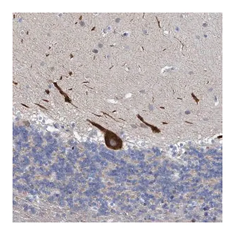 Merck Anti-RSAD1 antibody produced in rabbit