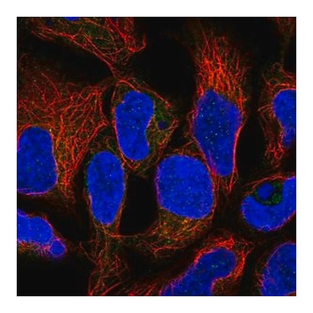 Merck Anti-RNF5 antibody produced in rabbit