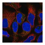 Merck Anti-RNF5 antibody produced in rabbit