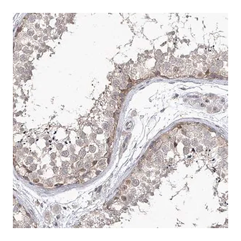 Merck Anti-PHF20L1 antibody produced in rabbit