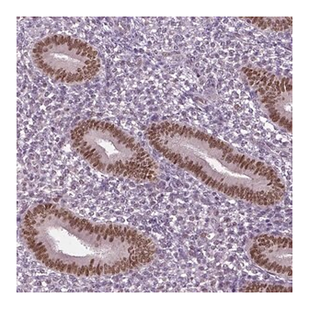 Merck Anti-DLX5 antibody produced in rabbit