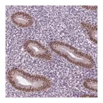 Merck Anti-DLX5 antibody produced in rabbit