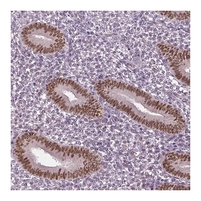 Merck Anti-DLX5 antibody produced in rabbit