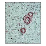 Merck Anti-γ-Actin antibody, Mouse monoclonal
