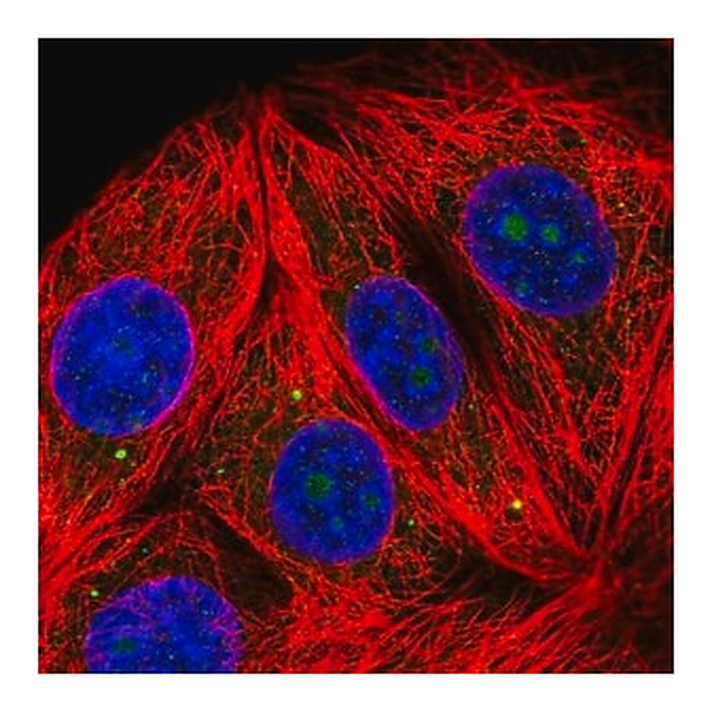 Merck Anti-RPL7A antibody produced in rabbit