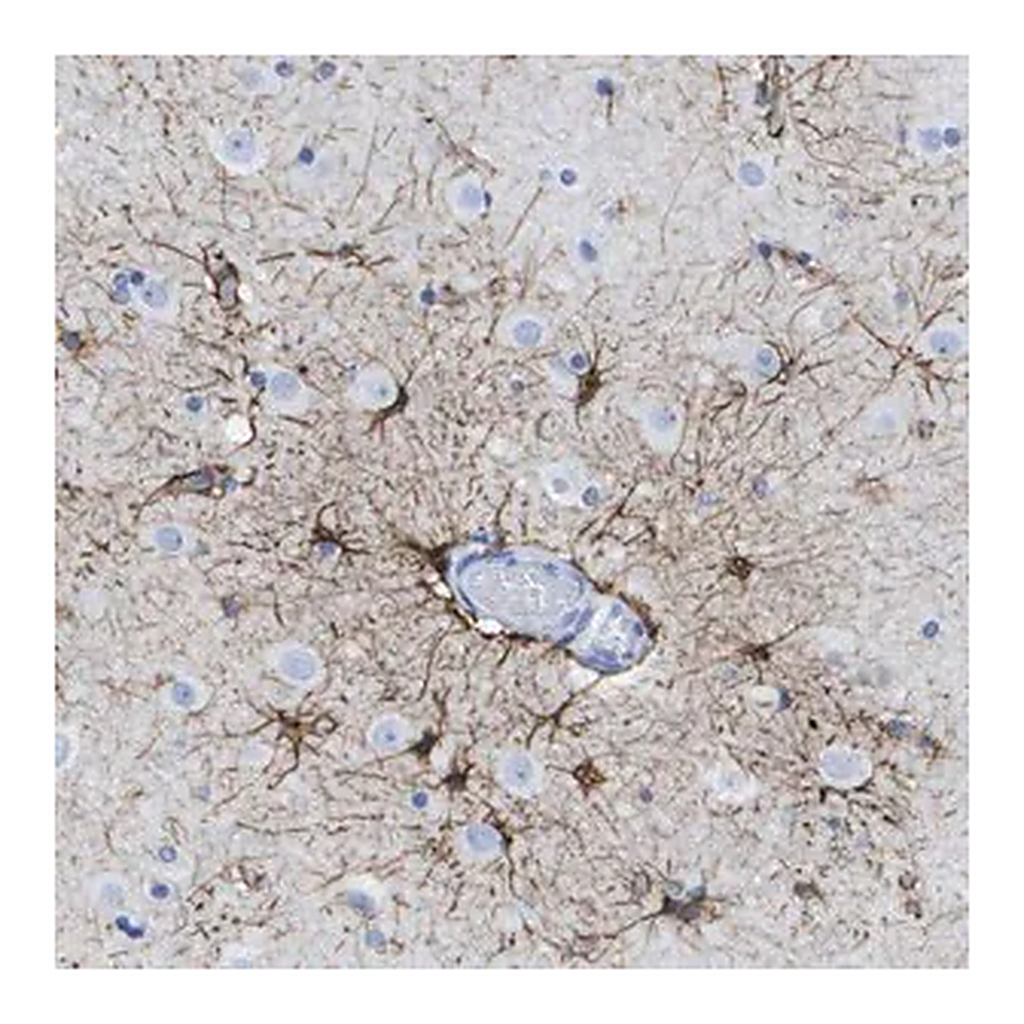 Merck Anti-KCNA3 antibody produced in rabbit