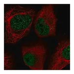 Merck Anti-LOXL2 antibody produced in rabbit