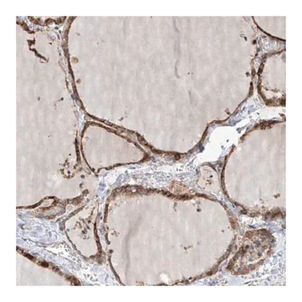 Merck Anti-SLC43A3 antibody produced in rabbit