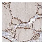 Merck Anti-SLC43A3 antibody produced in rabbit