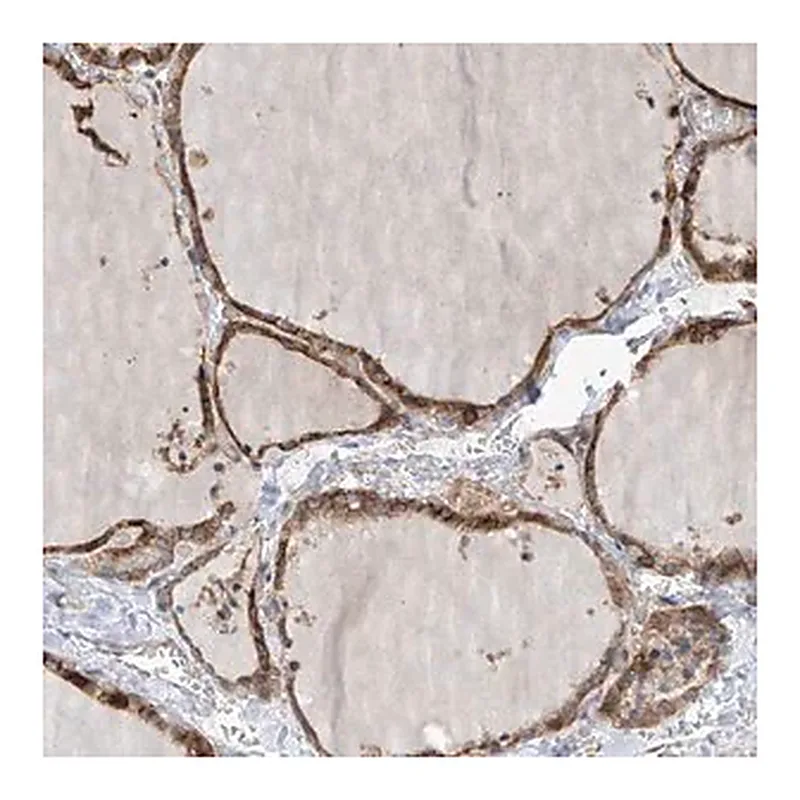 Merck Anti-SLC43A3 antibody produced in rabbit