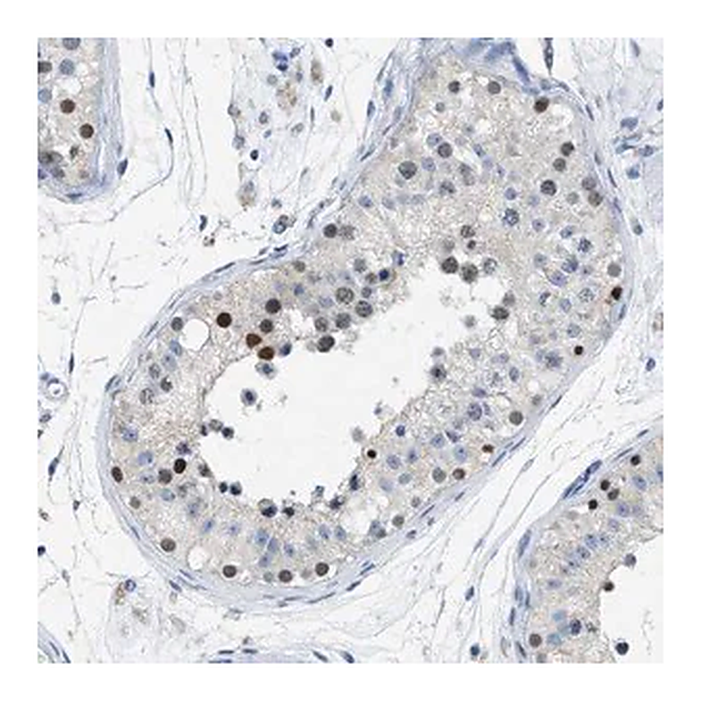 Merck Anti-FAM208A antibody produced in rabbit