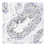 Merck Anti-FAM208A antibody produced in rabbit