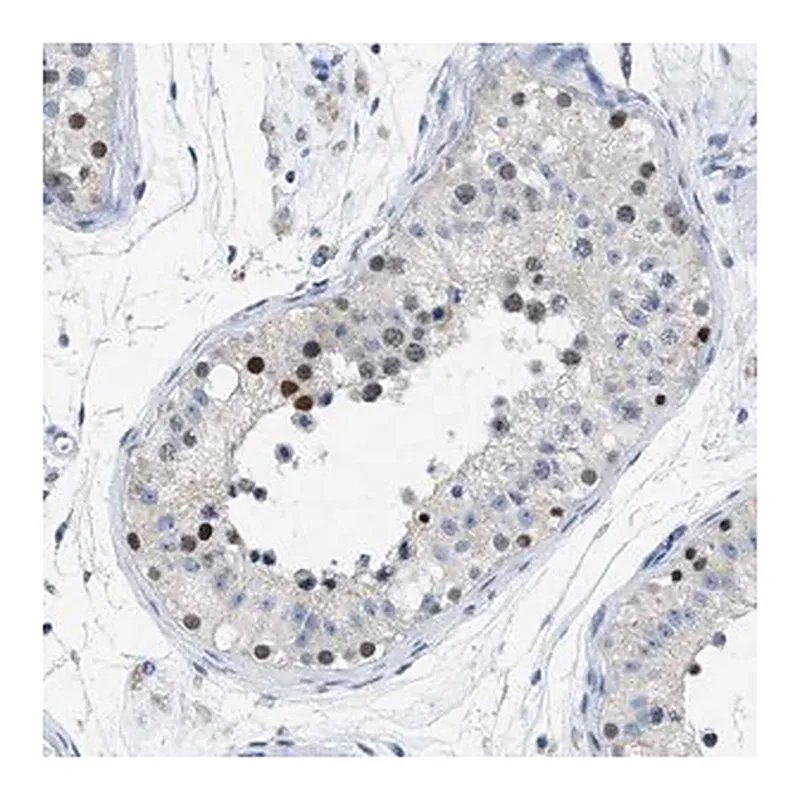 Merck Anti-FAM208A antibody produced in rabbit
