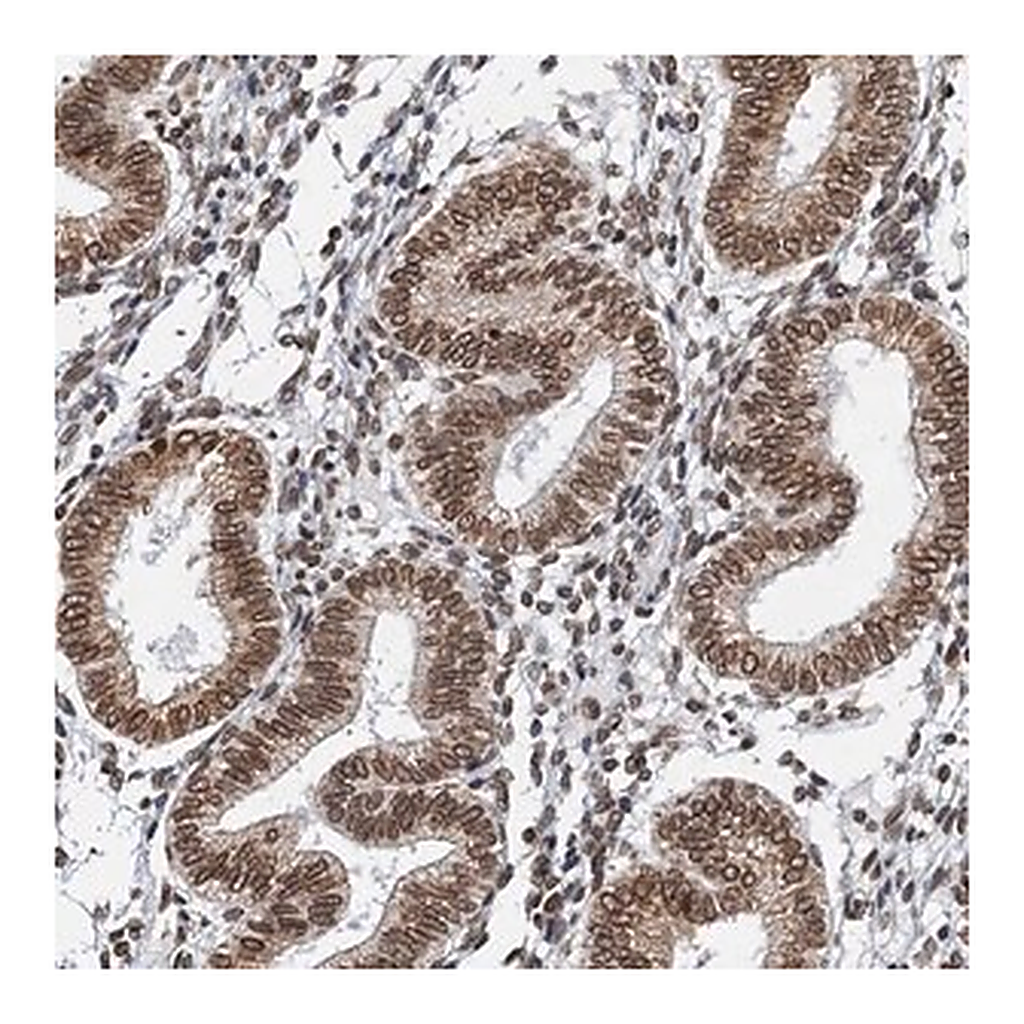 Merck Anti-ZC3H13 antibody produced in rabbit