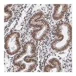 Merck Anti-ZC3H13 antibody produced in rabbit