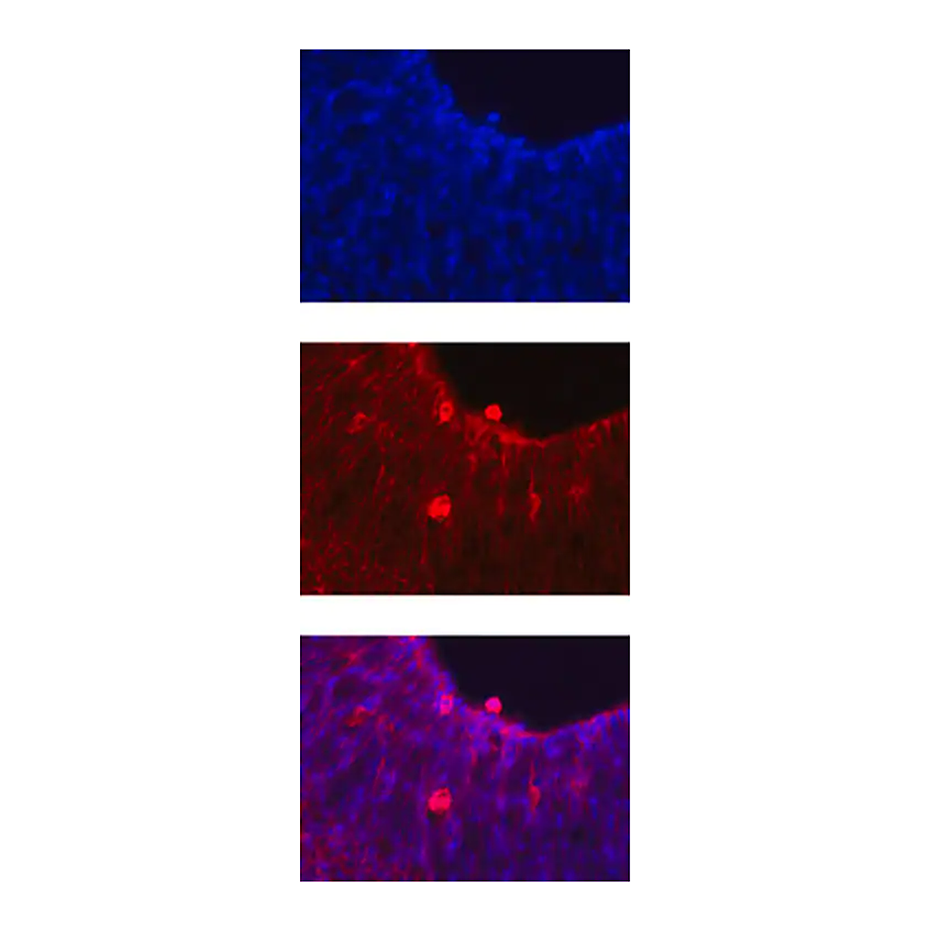 Merck Anti-Notch 1 Antibody, clone mN1A