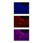 Merck Anti-Notch 1 Antibody, clone mN1A