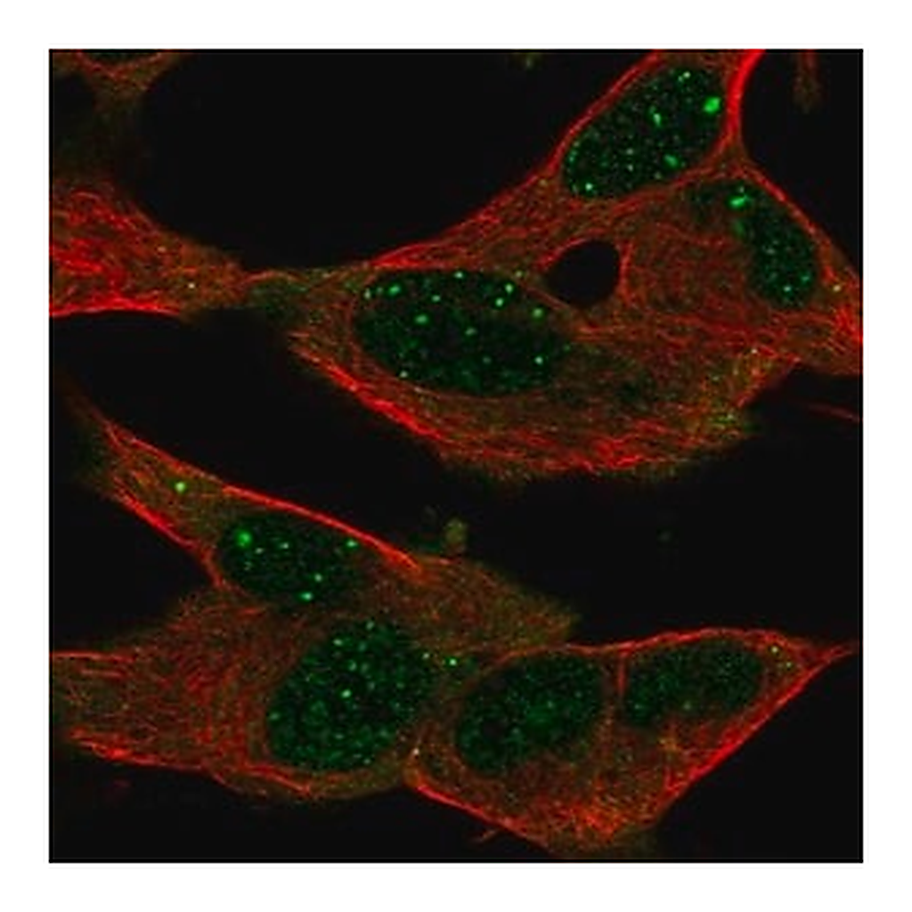 Merck Anti-GPR155 antibody produced in rabbit