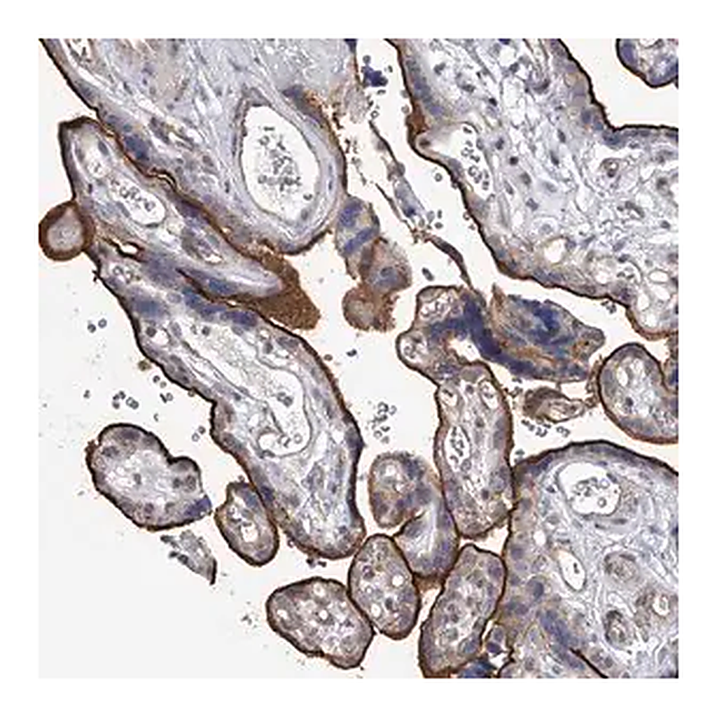 Merck Anti-TASP1 antibody produced in rabbit