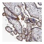 Merck Anti-TASP1 antibody produced in rabbit
