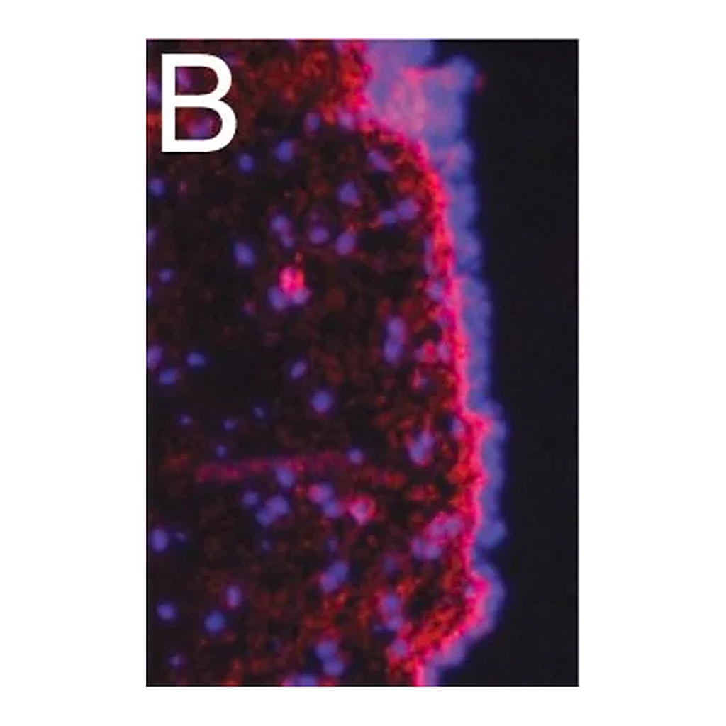 Merck Anti-Fibronectin Antibody