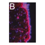 Merck Anti-Fibronectin Antibody