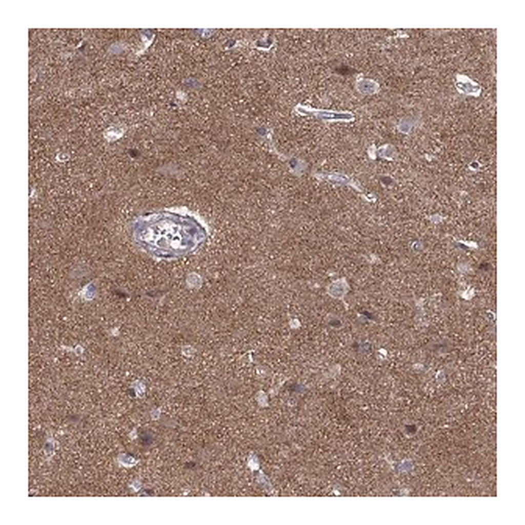 Merck Anti-STRC antibody produced in rabbit