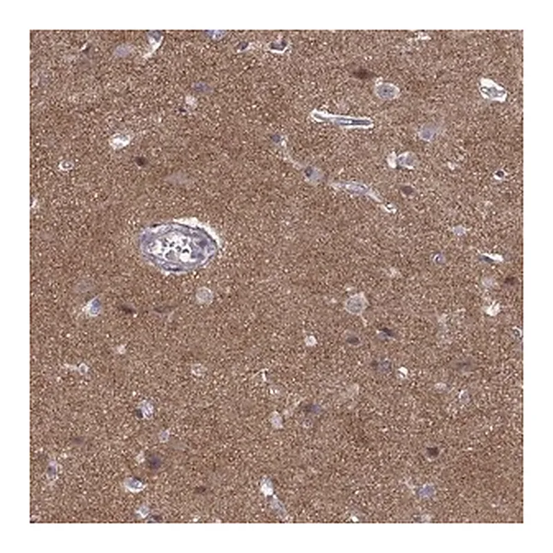Merck Anti-STRC antibody produced in rabbit