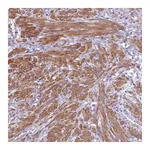 Merck Anti-FBXW4 antibody produced in rabbit