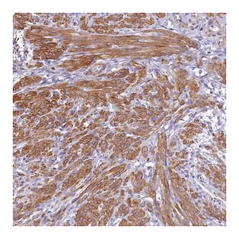 Merck Anti-FBXW4 antibody produced in rabbit