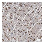 Merck Anti-FXYD7 antibody produced in rabbit