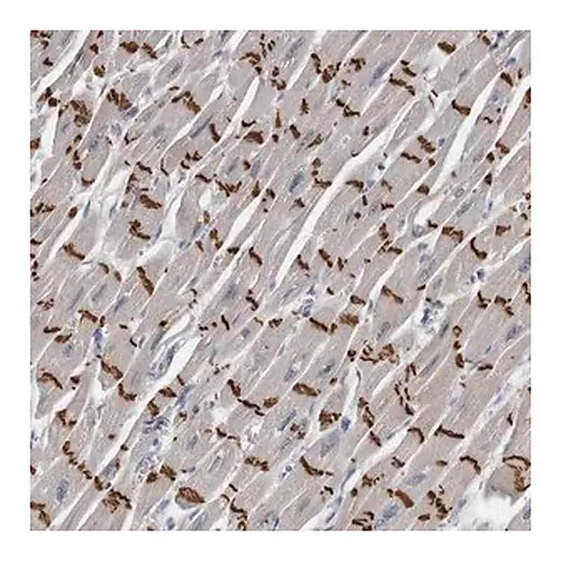 Merck Anti-FXYD7 antibody produced in rabbit