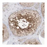Merck Anti-KANSL3 antibody produced in rabbit