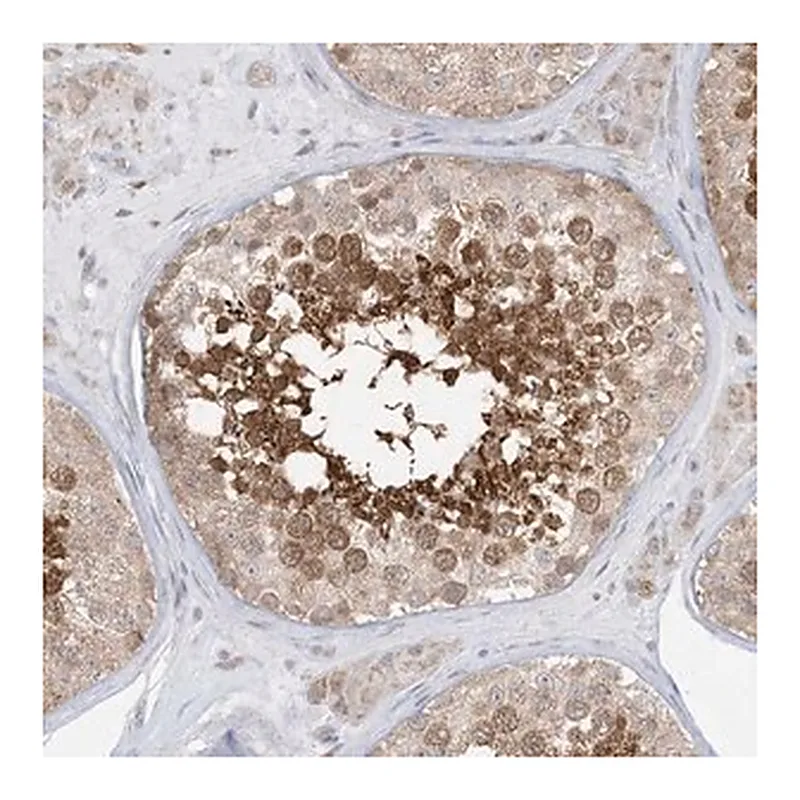 Merck Anti-KANSL3 antibody produced in rabbit