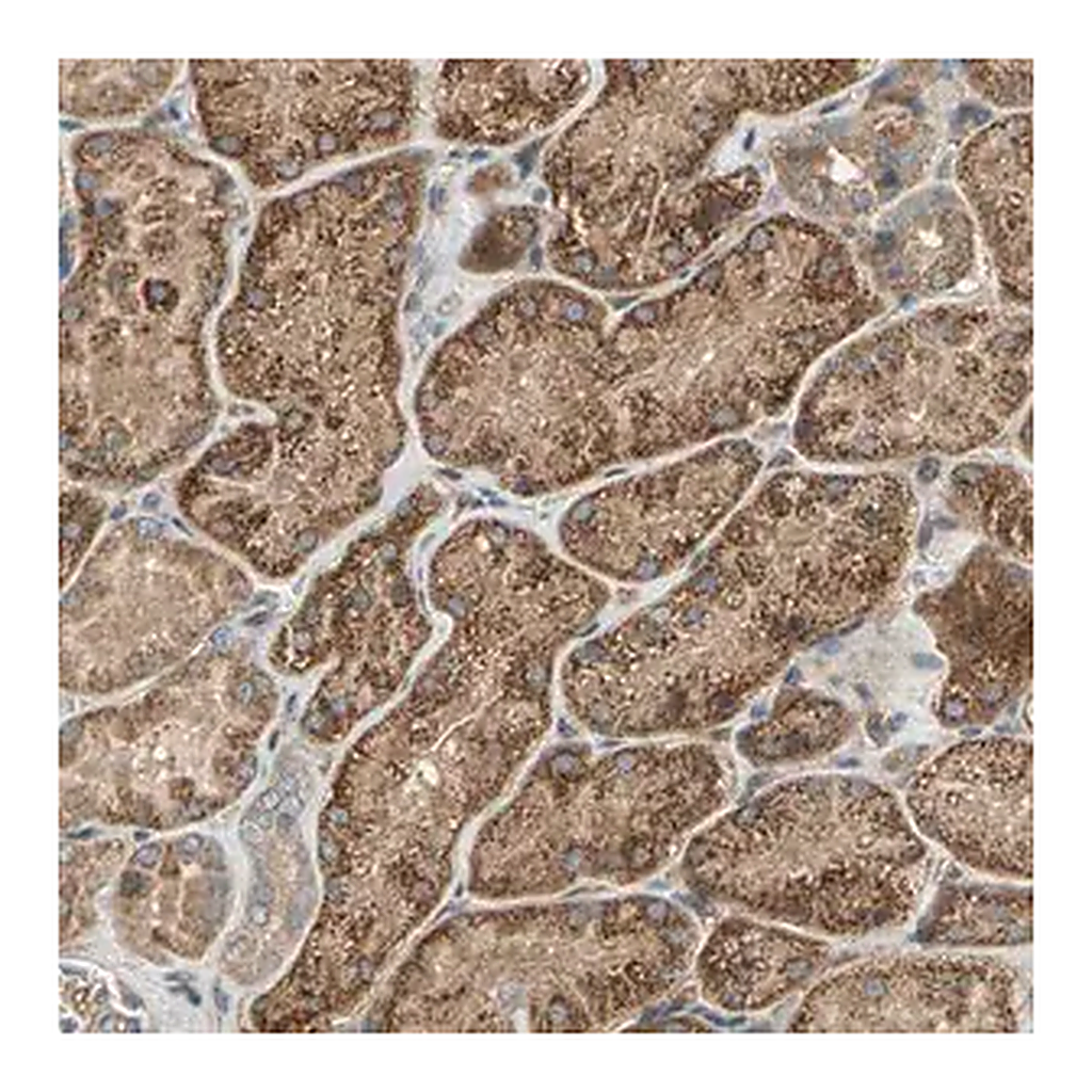Merck Anti-EMCN antibody produced in rabbit