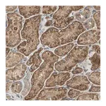 Merck Anti-EMCN antibody produced in rabbit