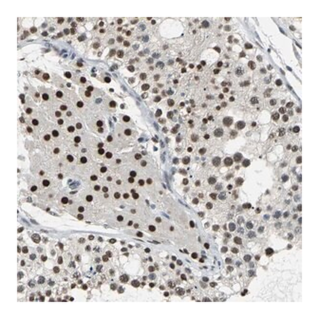 Merck Anti-CCDC88C antibody produced in rabbit