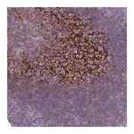 Merck Anti-CR1 antibody produced in rabbit
