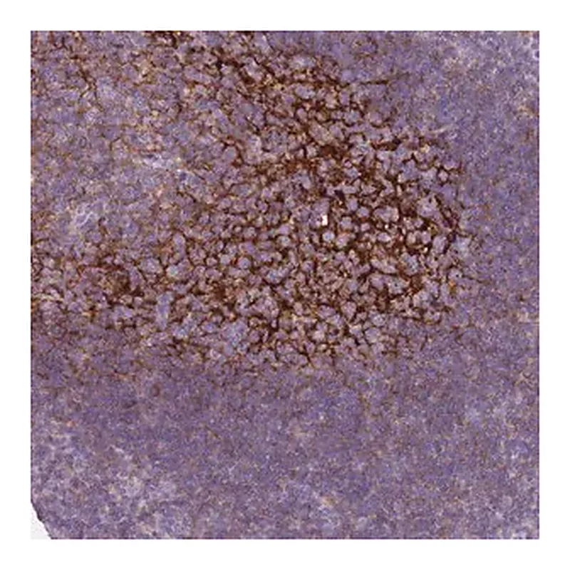 Merck Anti-CR1 antibody produced in rabbit
