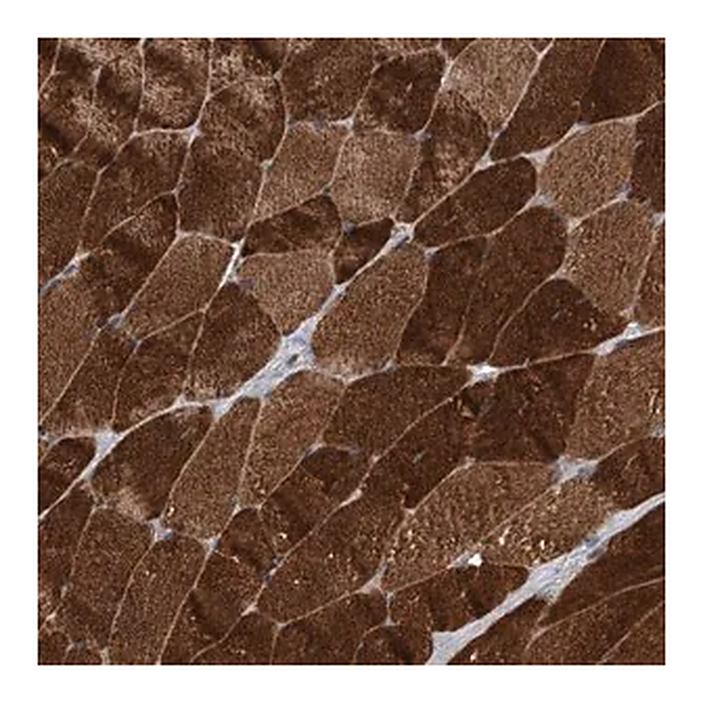 Merck Anti-TRIM8 antibody produced in rabbit